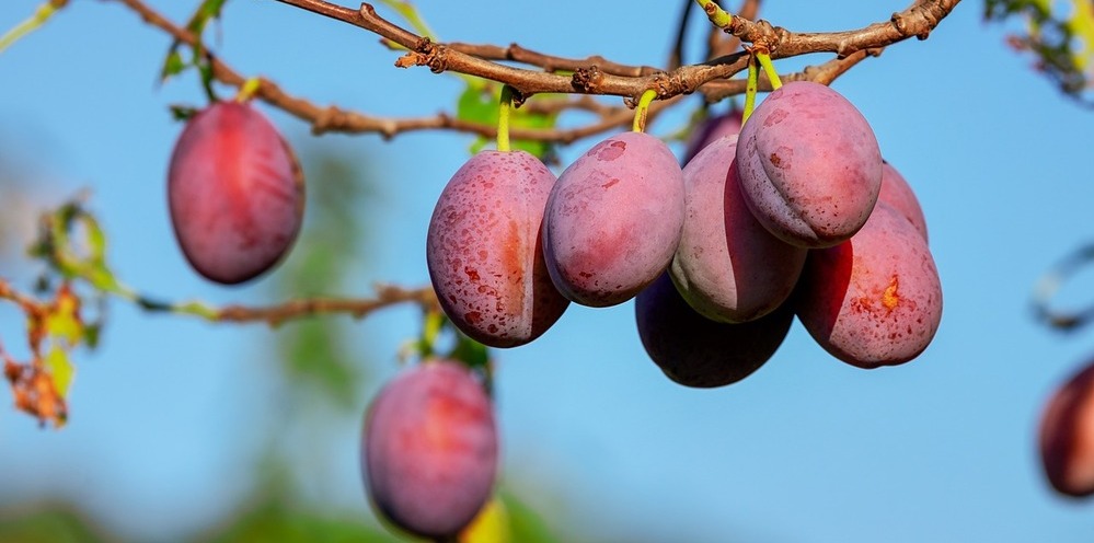 含有卡卡杜李 Kakadu Plum 的热门护肤产品