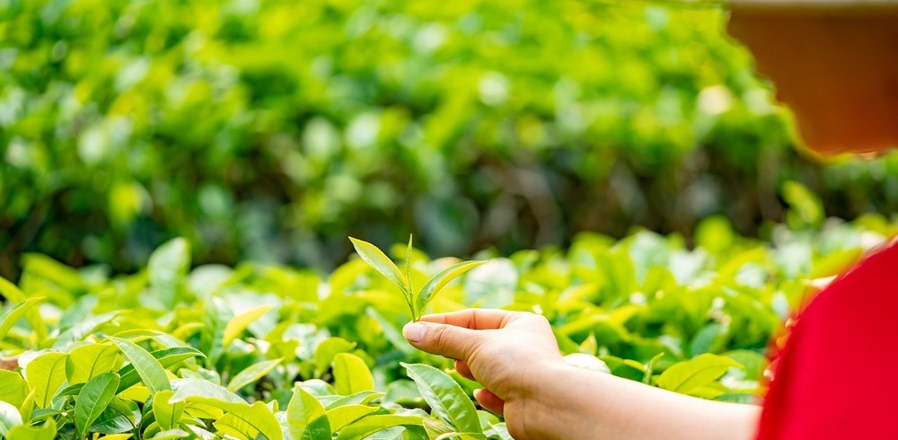 含有茶树油的顶级护肤产品