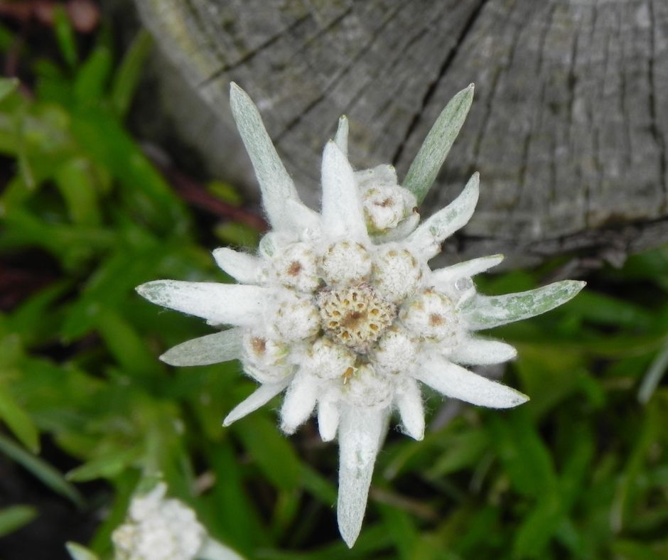 含有雪绒花提取物的最佳护肤产品