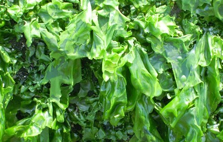 THE BODY SHOP SEAWEED SERIES PRODUCTS 海藻系列护肤产品介绍