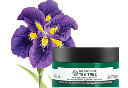 The Body Shop Tea Tree skin clearing clay Mask茶树泥状面膜