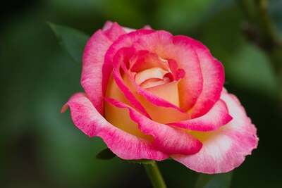 从内而外滋养：发现最适合健康亮丽肌肤的食物