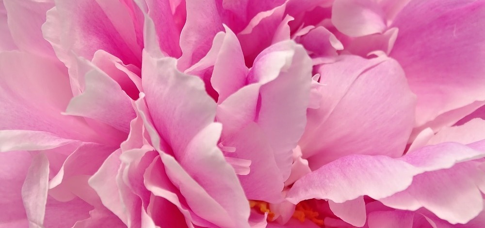 含有牡丹提取物的热门护肤产品