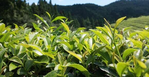 含有绿茶的热门护肤产品