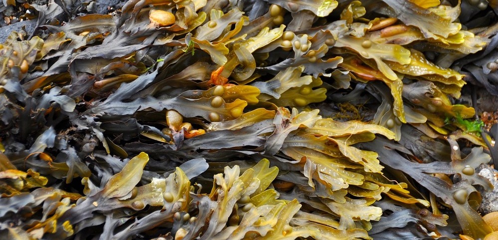 含有藻类提取物的最佳护肤产品